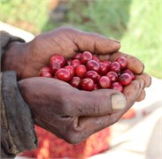 Kenya Igutha AA  200g